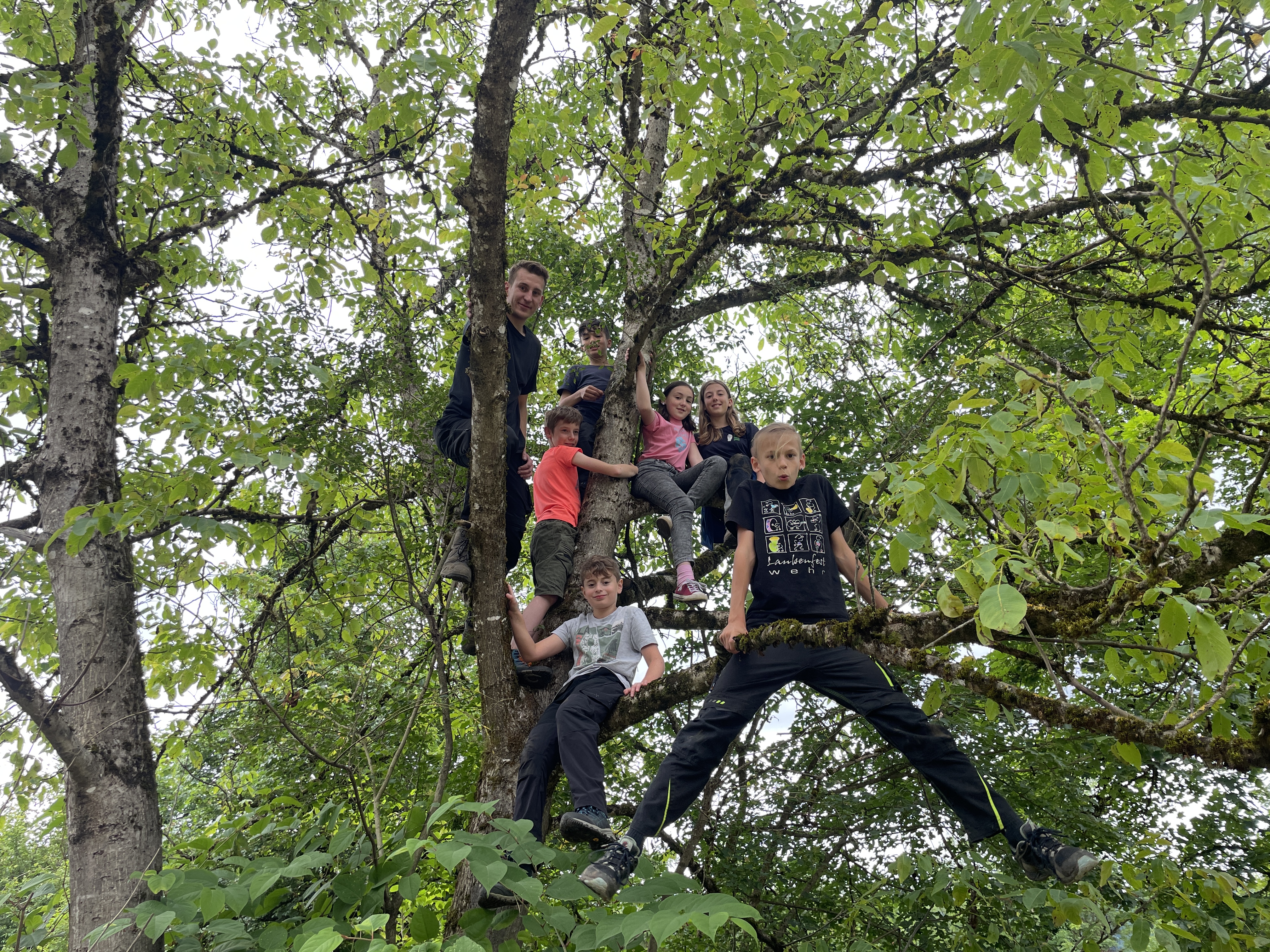 Jupfis klettern auf Bäume